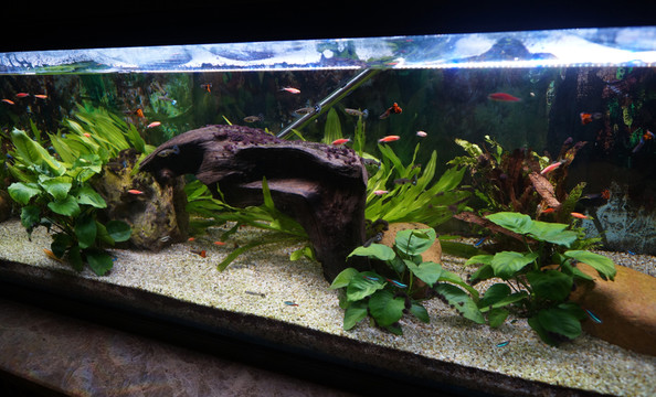 觀賞魚缸