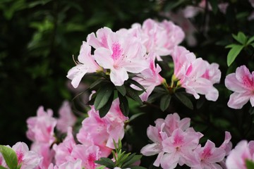 杜鵑花
