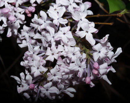 丁香花