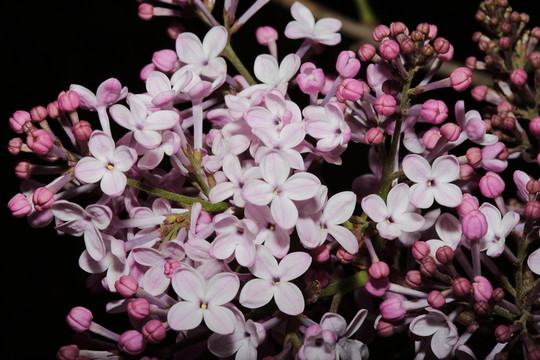 丁香花