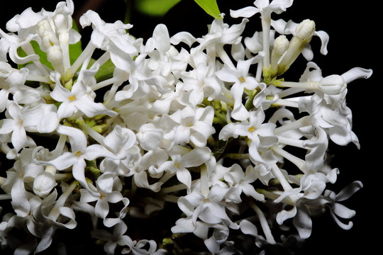 丁香花