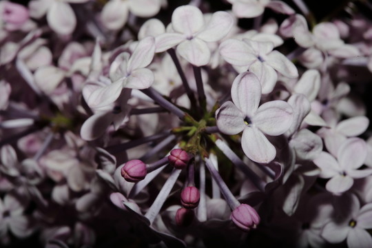 丁香花