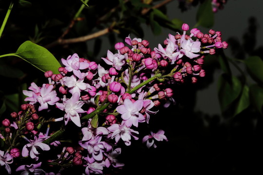丁香花