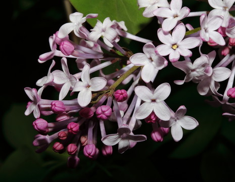 丁香花