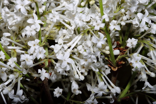 丁香花