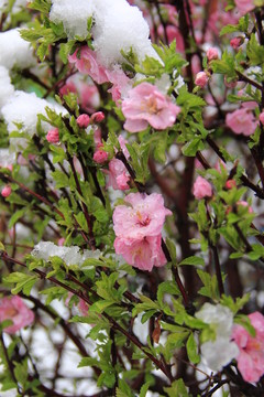 傲雪寒梅 雪中小桃紅 桃花 梅