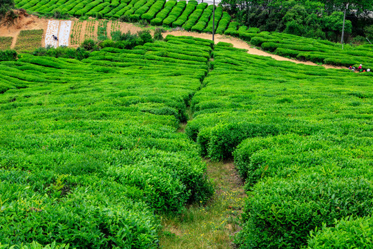 茶山茶場 茶葉生產(chǎn) 茶葉產(chǎn)區(qū)