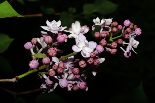 丁香花