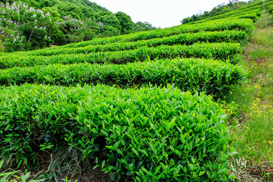 茶山茶園 茶葉生產(chǎn) 茶園風(fēng)光
