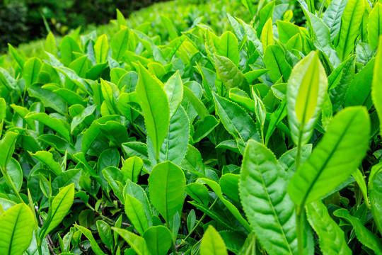 茶树绿叶