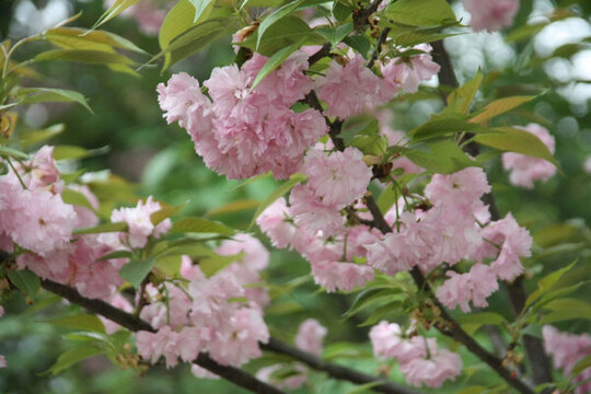 櫻花