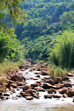 小溪 山溝 樹林