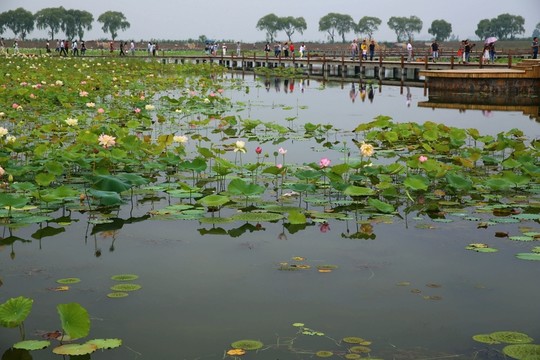焦崗湖旅游
