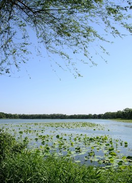 頤和園初夏