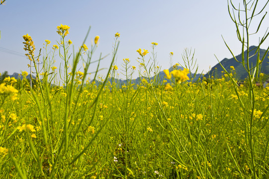 密云北莊油菜花