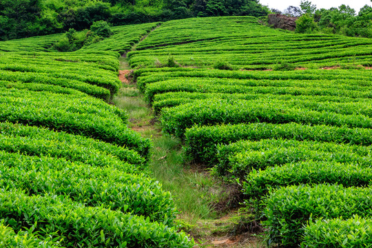 茶山茶場