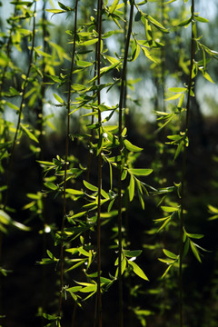 陽光下翠綠的柳枝