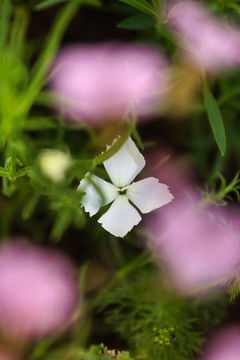 小白花