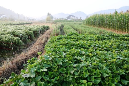 皖南山村秋季田野