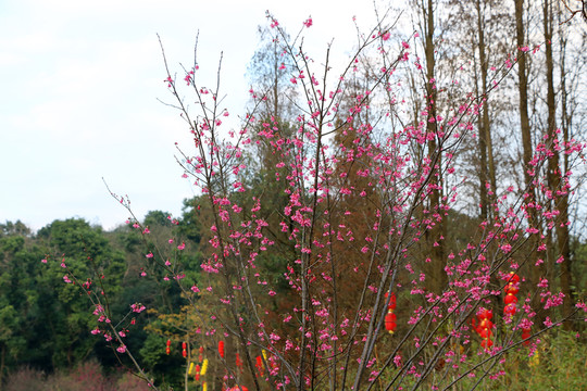 桃花 櫻花