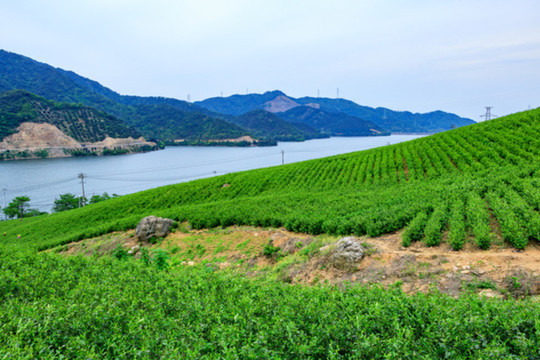 茶葉生產(chǎn) 茶山茶園 茶園風(fēng)光