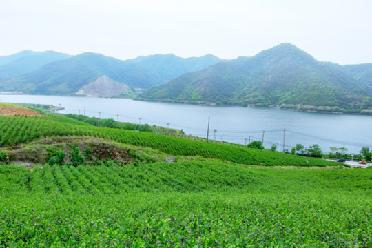 茶葉生產(chǎn) 茶山茶園 茶園風(fēng)光