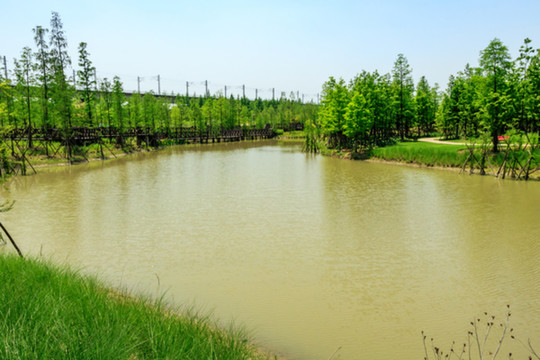 公園濕地景觀 植物園 春天