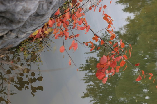 紅葉
