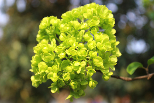 清新綠植