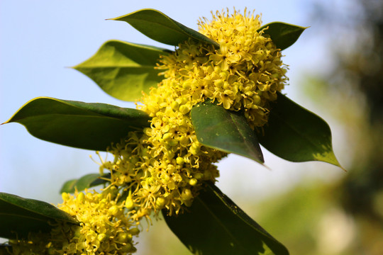 無(wú)刺枸骨花