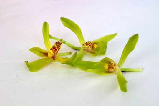 蘭花