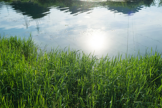 水草