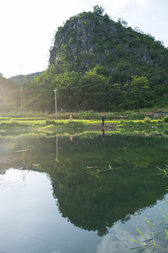 鄉(xiāng)村牧牛