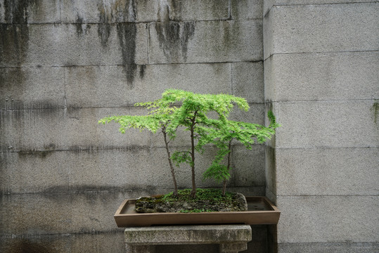 盆景