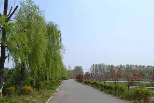 河邊垂柳 柳樹林