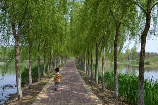 河邊垂柳 柳樹林