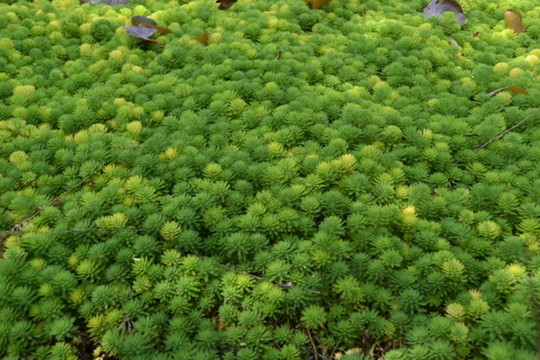 嫩綠水草 植物墻