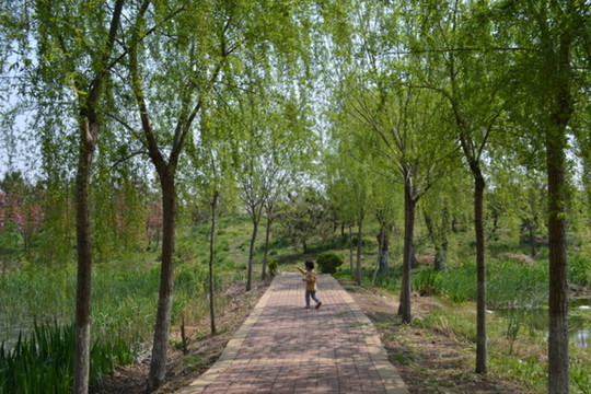 河邊垂柳 柳樹(shù)