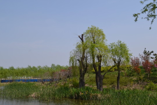 河邊垂柳 柳樹(shù)