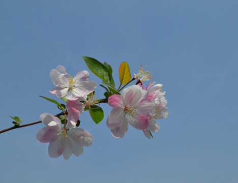 海棠 海棠花