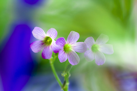 三葉草