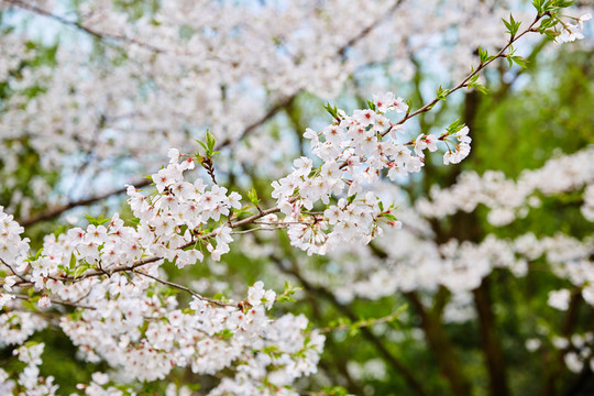 櫻花