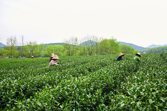 采茶