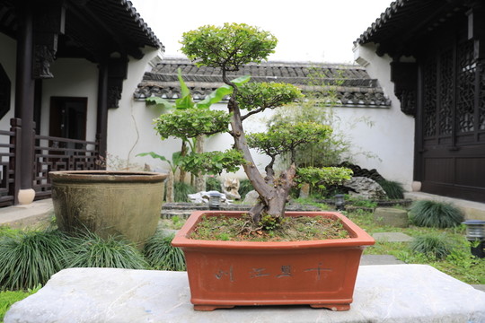 園林盆摘