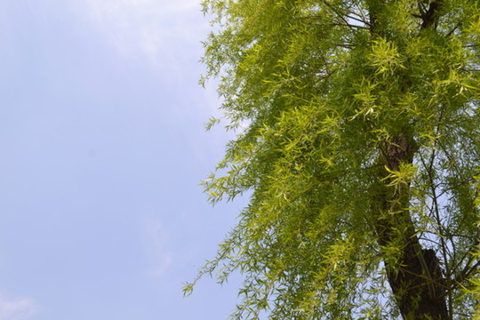 柳枝 枝葉 柳樹(shù)枝