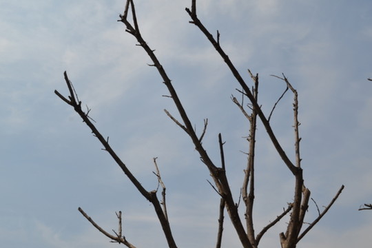 枯枝 樹枝