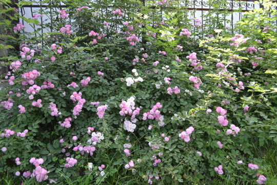 薔薇花 薔薇墻 薔薇背景