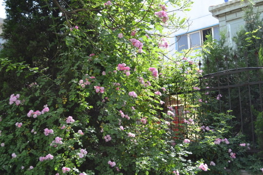 薔薇花 薔薇墻 薔薇背景