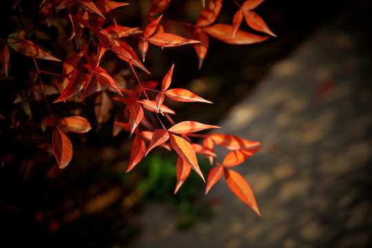 紅葉似火