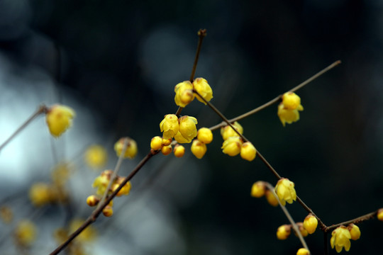 點(diǎn)點(diǎn)臘梅花蕾